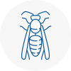 North Berwick Wasp Nest Removal